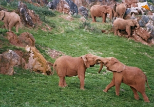 La visita al Parque de la Naturaleza de Cabárceno organizada por Servicios Sociales será el 23 de noviembre